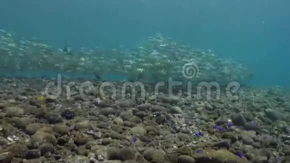 珊瑚礁上有黄色条纹的大型鱼群视频的预览图