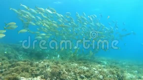 地中海海域的黄带鱼学校视频的预览图