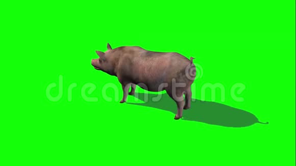 小猪站着坐下站起3个绿色的屏幕视频的预览图