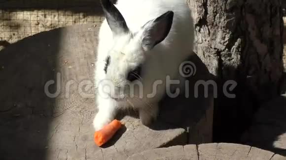 小兔子吃胡萝卜视频的预览图