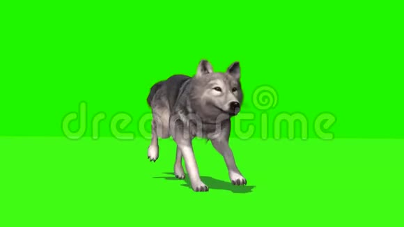 狼用阴影3绿色屏幕奔跑视频的预览图