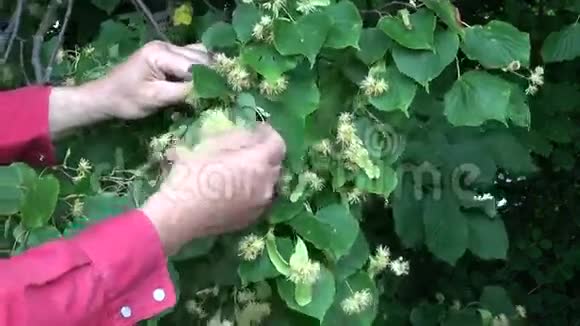 草药师手摘树花视频的预览图