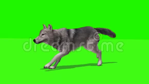 狼用阴影1绿色屏幕奔跑视频的预览图