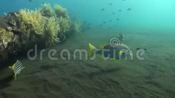 在沙底的大甜鱼寻找食物视频的预览图