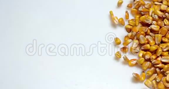 玉米玉米玉米落在白色背景下视频的预览图