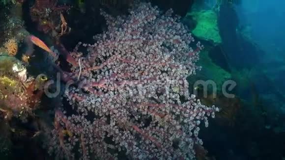 海底的红色软珊瑚和鱼类视频的预览图