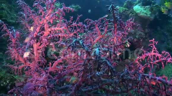 海底的红色软珊瑚和鱼类视频的预览图