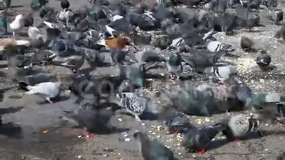 城市饥饿的鸽子吃面包和谷物视频的预览图