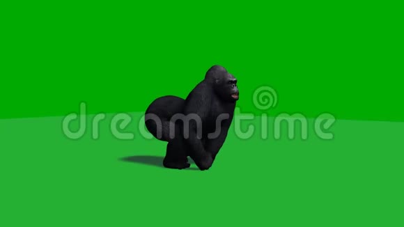 大猩猩用阴影1绿色屏幕奔跑视频的预览图