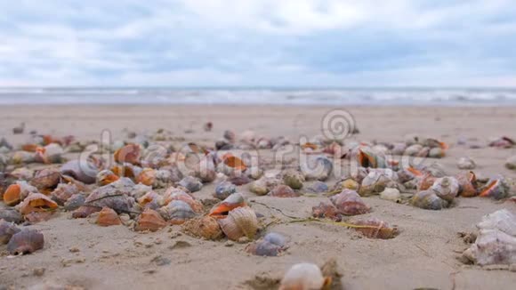 黑海海岸沙滩上许多漂亮的拉潘贝壳海浪视频的预览图