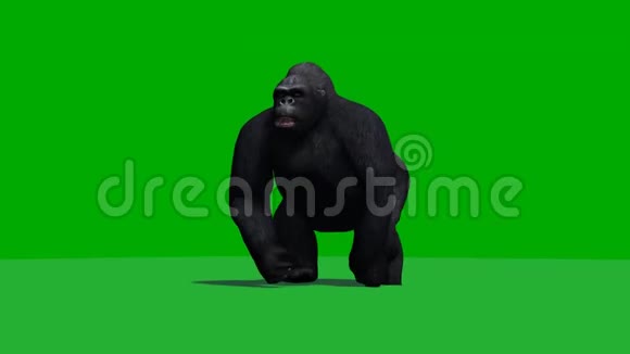 大猩猩用阴影2绿色屏幕奔跑视频的预览图