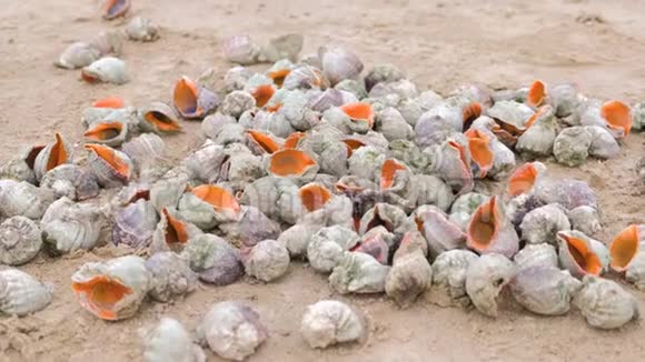 黑海海岸沙滩上许多漂亮的拉潘贝壳视频的预览图