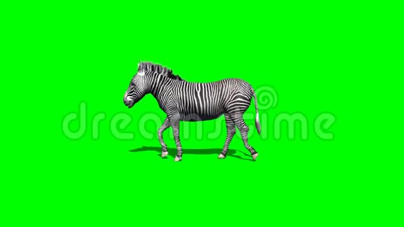 斑马带着阴影行走2种不同的视角绿色屏幕视频的预览图