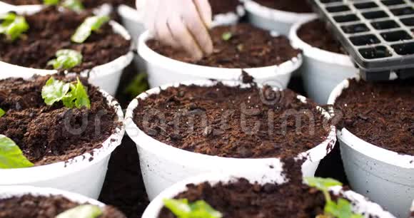 雄性植物学家在盆栽中种植树苗视频的预览图