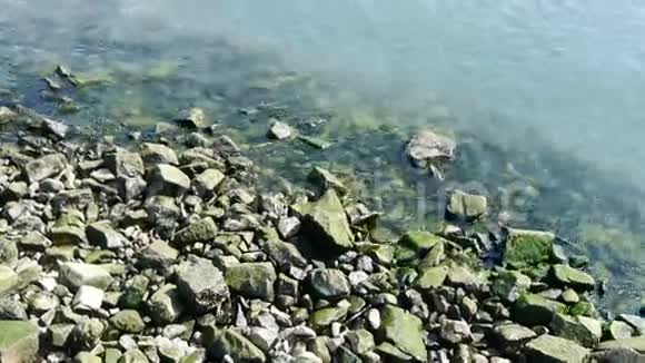 海洋水面及岩礁沿岸藻类海藻退潮砾石污染视频的预览图