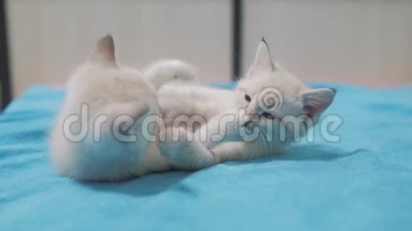 有趣的视频白人两只小猫躺在床上玩两只小猫在室内打架猫和小猫猫视频的预览图