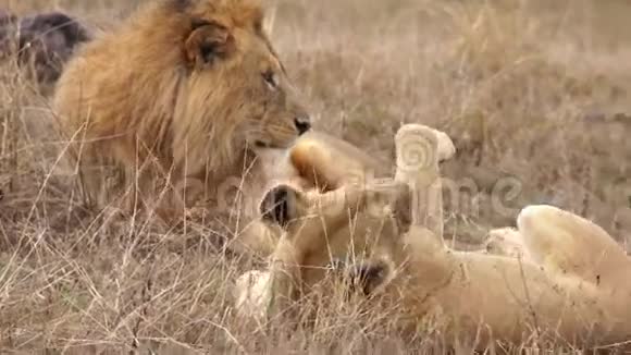 狮子躺在大草原上打哈欠视频的预览图