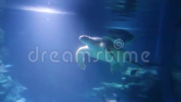 绿海龟Cheloniamydas也被称为绿海龟黑海龟或太平洋绿海龟在水下游泳视频的预览图