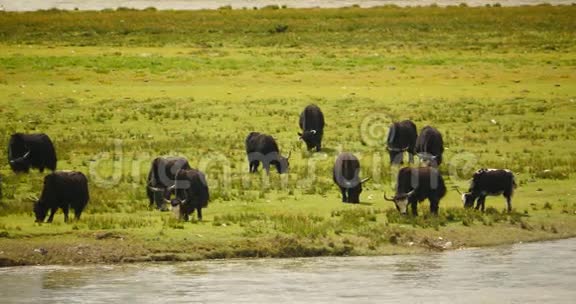 草原上一群牦牛流经西藏草原视频的预览图