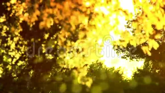 风中的花粉和树叶视频的预览图