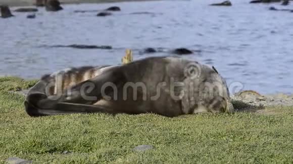 南极毛皮海豹幼犬靠近草丛视频的预览图