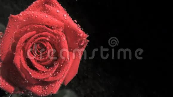 接收雨滴的超慢动作红玫瑰视频的预览图