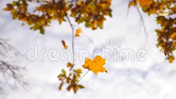 秋天公园里落下的黄叶美丽的风景背景五彩缤纷的秋天慢动作关闭视频的预览图