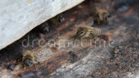 一群蜜蜂在飞翔视频的预览图