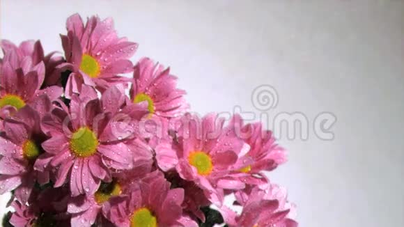 水在粉红色的雏菊上缓慢地滴着视频的预览图