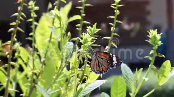 视频蝴蝶吃植物和花蜜视频的预览图