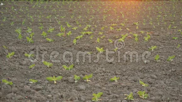 小豆芽中的女农民行走栽培农业田间检测与控制植物生长视频的预览图