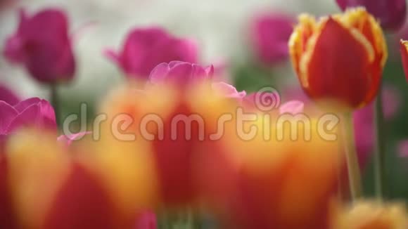 红色郁金香的特写视频的预览图