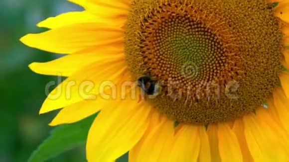 蜜蜂沿着美丽的向日葵爬行视频的预览图