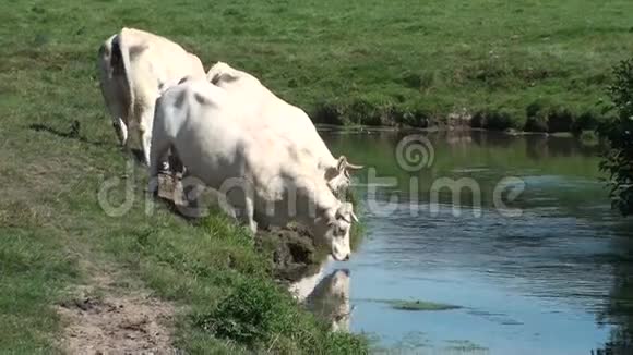 奶牛在河里喝酒视频的预览图
