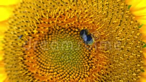 蜜蜂沿着美丽的向日葵爬行视频的预览图