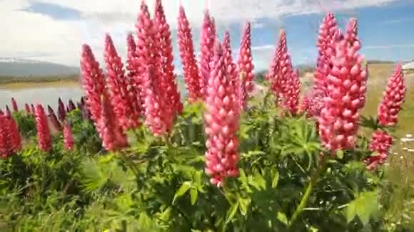 巴塔哥尼亚山脉的羽扇豆花区特写镜头视频的预览图