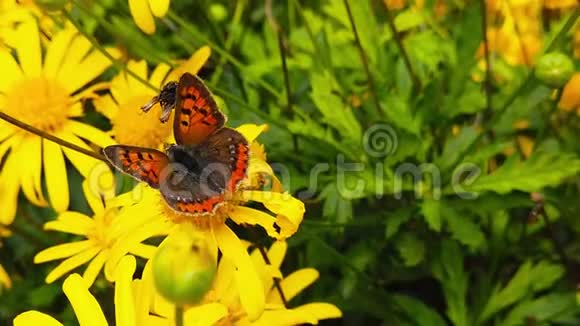 金色灌木雏菊慢动作的小铜蝴蝶视频的预览图