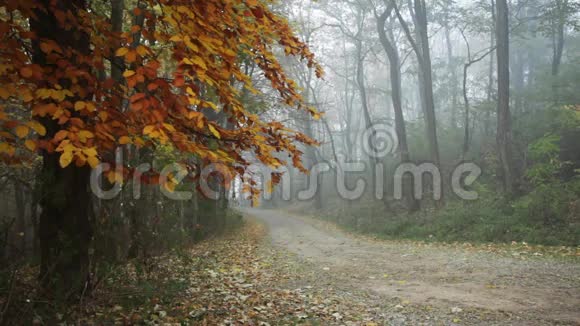 林中小径秋天与大自然的声音视频的预览图