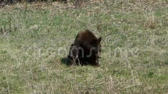 尤孔地区的一只黑熊视频的预览图