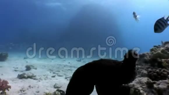 爱的一对章鱼躲在珊瑚水下红海视频的预览图