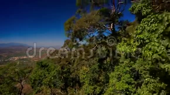 山坡上绿棕色植物的相机移动视频的预览图