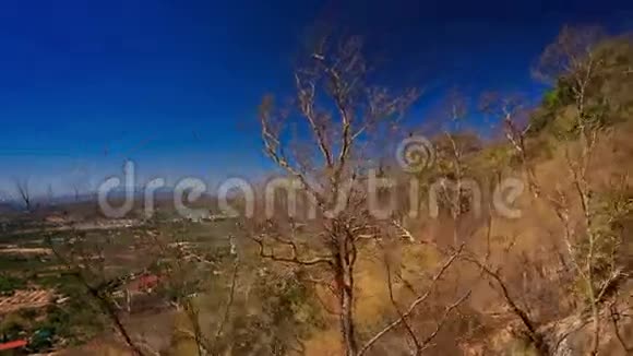 山坡上绿棕色植物的相机移动视频的预览图