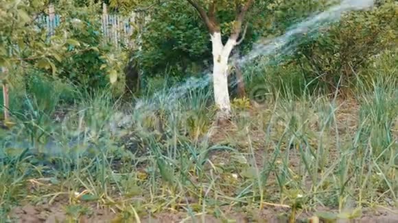 一个女人在自家花园里用水管浇水视频的预览图