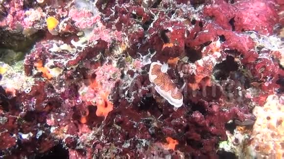 马尔代夫水下海底背景下的海软体动物视频的预览图