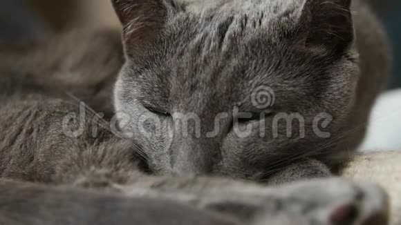 沉睡的俄罗斯蓝猫特写手持相机视频的预览图