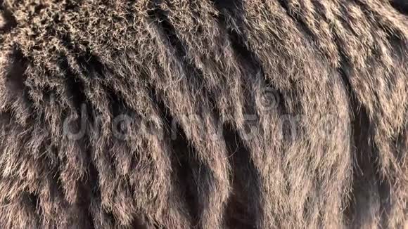 熊真皮毛吹在风中在慢动作中特写动物毛发的宏观镜头视频的预览图