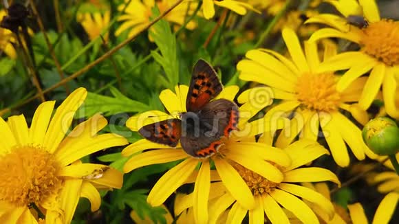 金色灌木雏菊慢动作的小铜蝴蝶视频的预览图