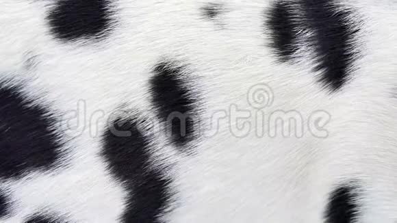 达尔马提亚狗真皮毛吹风在慢动作中特写动物毛发的宏观镜头视频的预览图