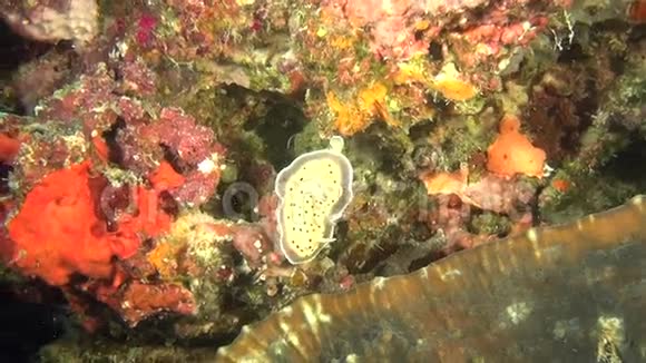 马尔代夫水下海底背景下的海软体动物视频的预览图