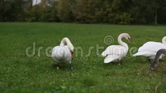 白天鹅在草地上吃草自然视频的预览图